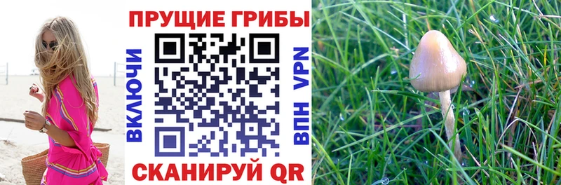 как найти наркотики  Старый Оскол  Галлюциногенные грибы Magic Shrooms 